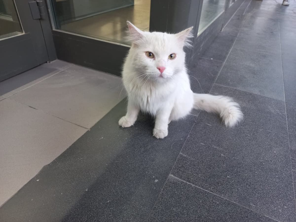 Ankara kedisi Ankara Kedisi Kedi, Kocaeli