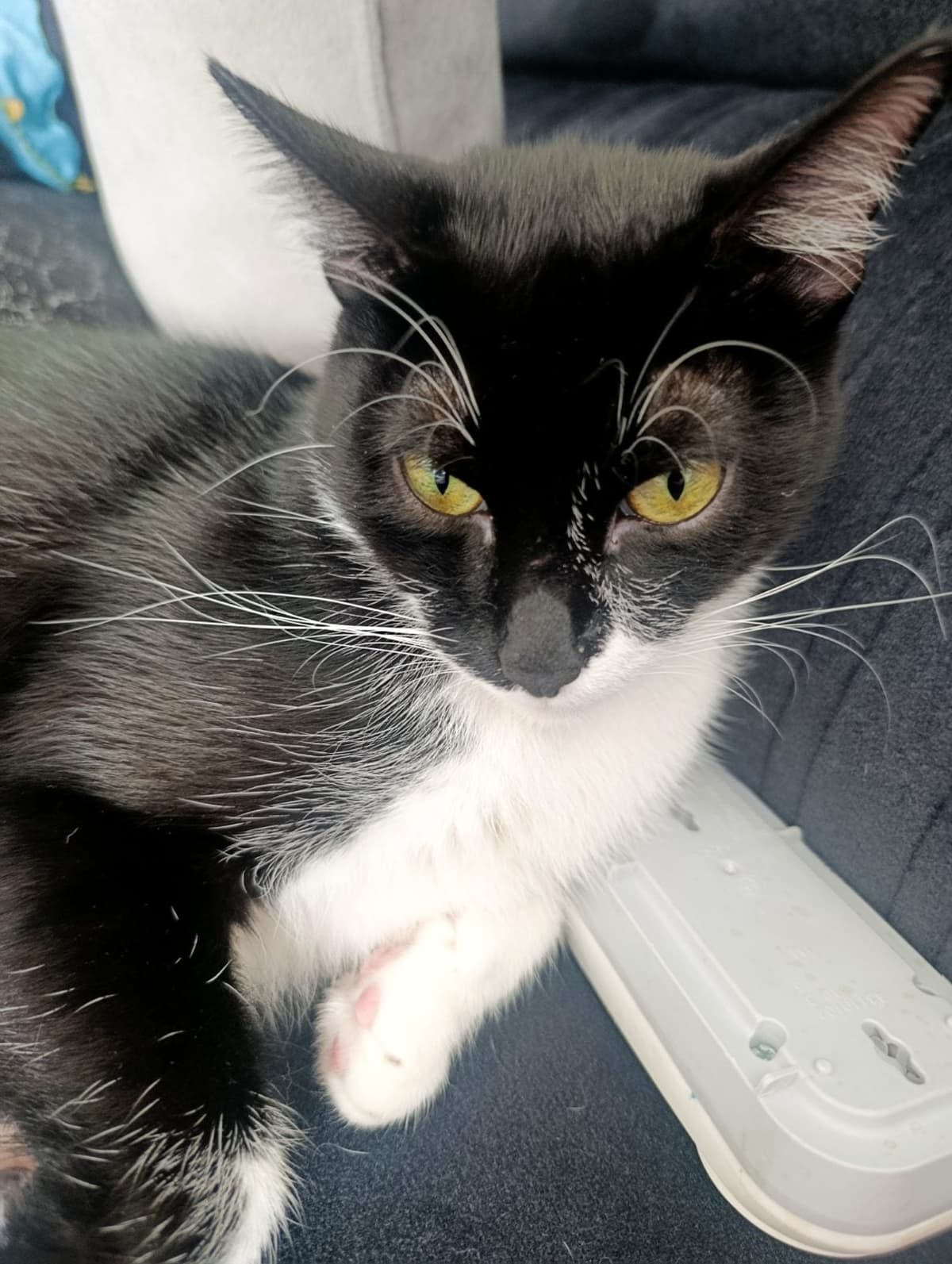 Sansli Melez Kedi, Kocaeli