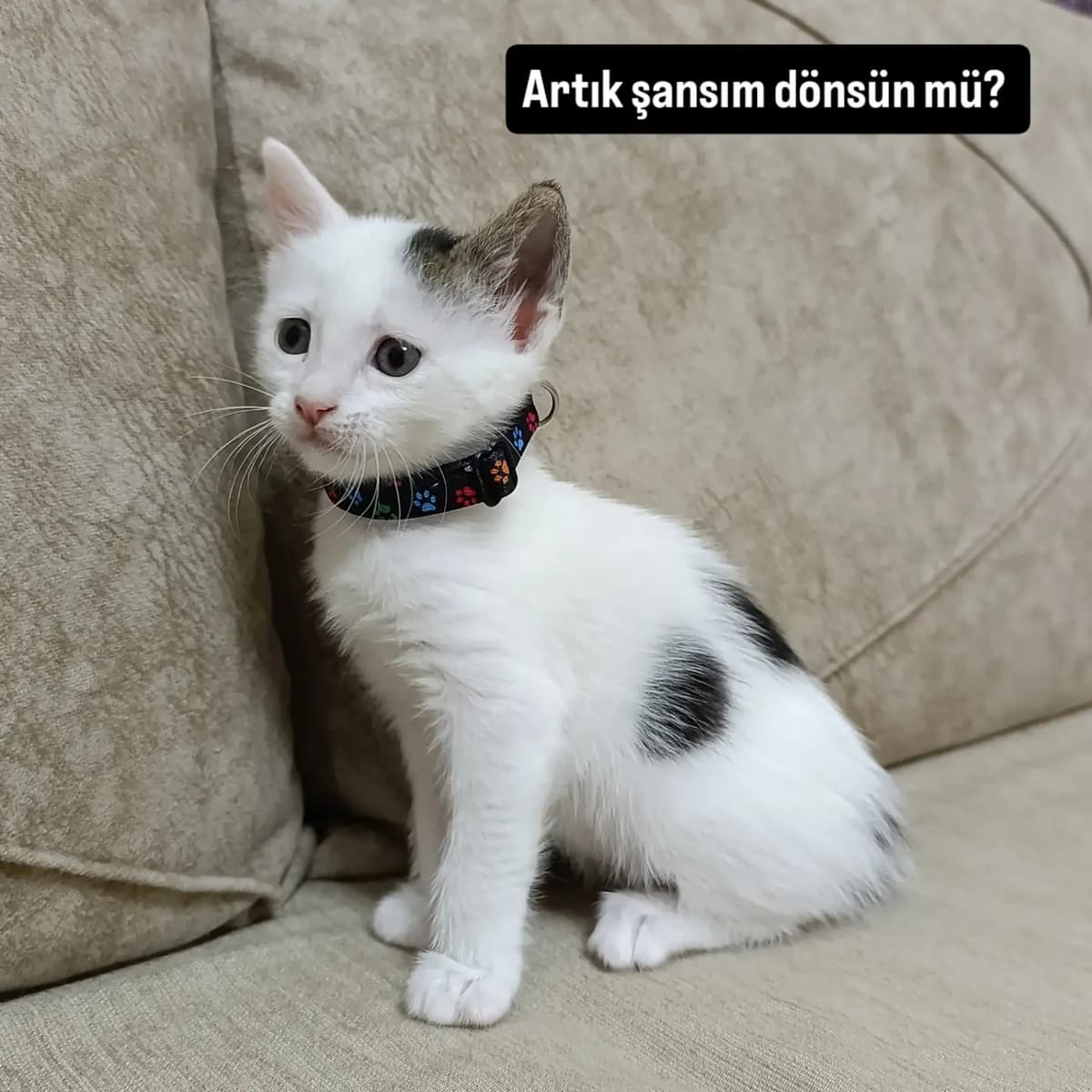 Leydi Tekir Kedi, Ankara