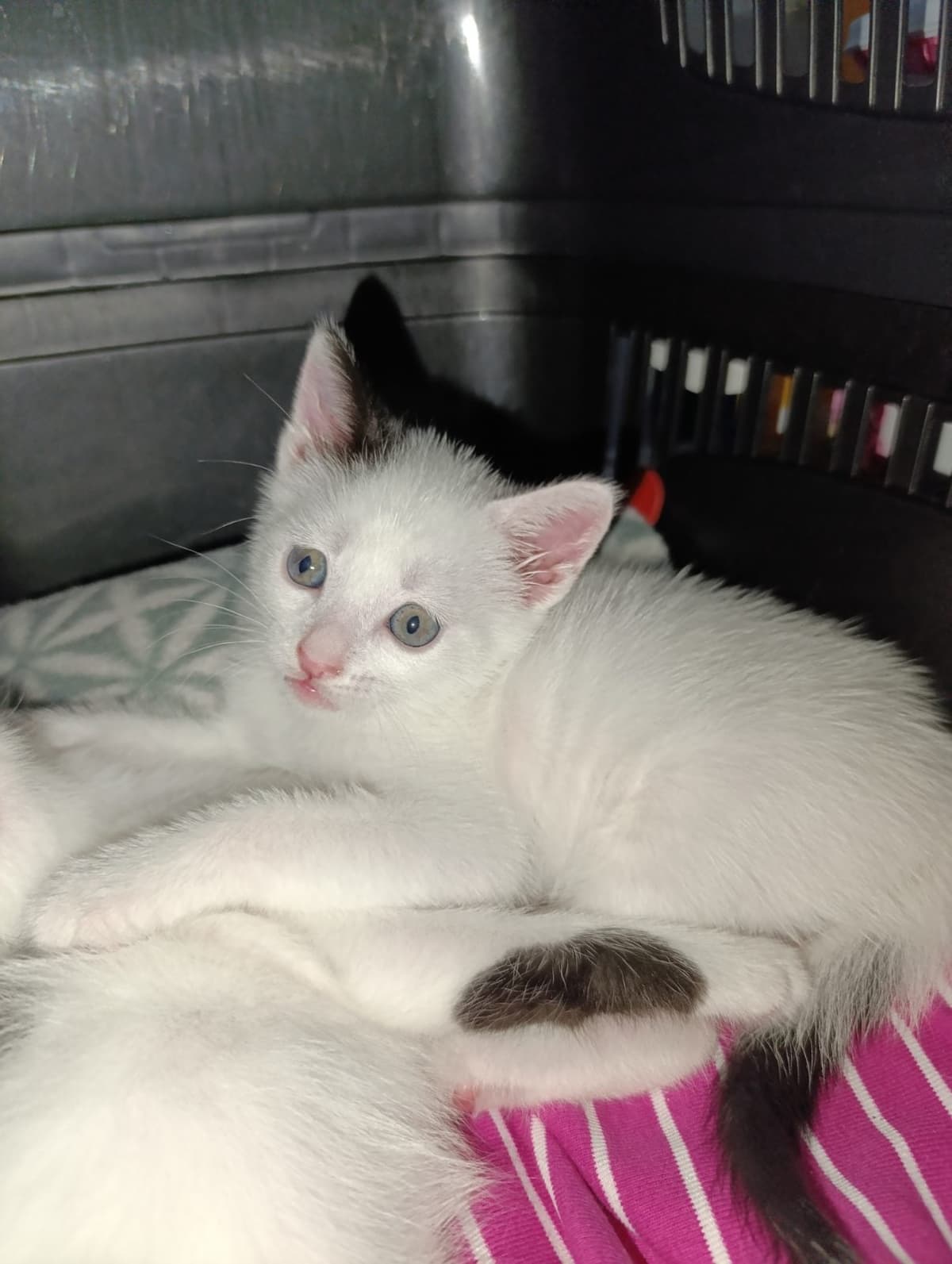 Tombik Tekir Kedi, Ankara