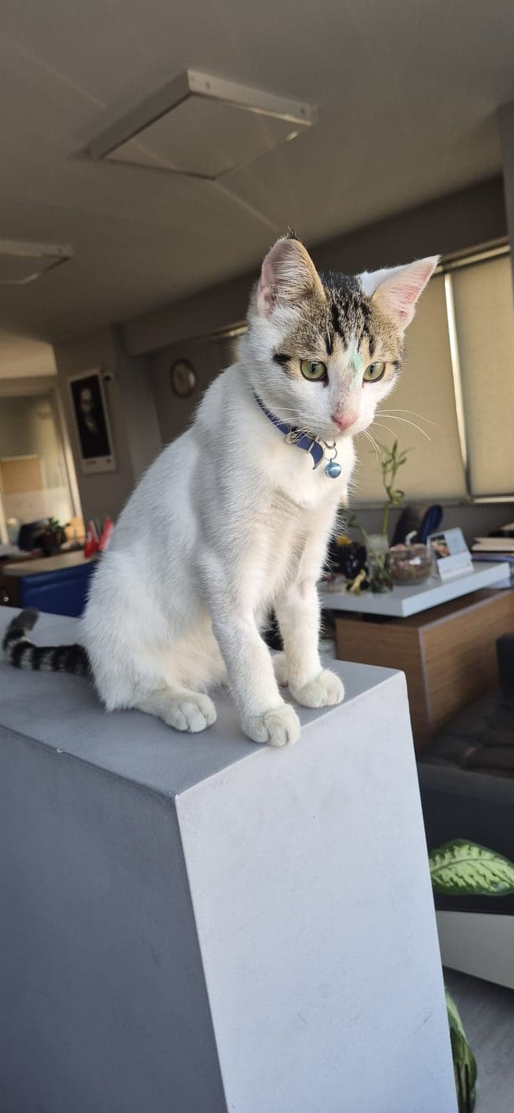 Boncuk Tekir Kedi, Antalya