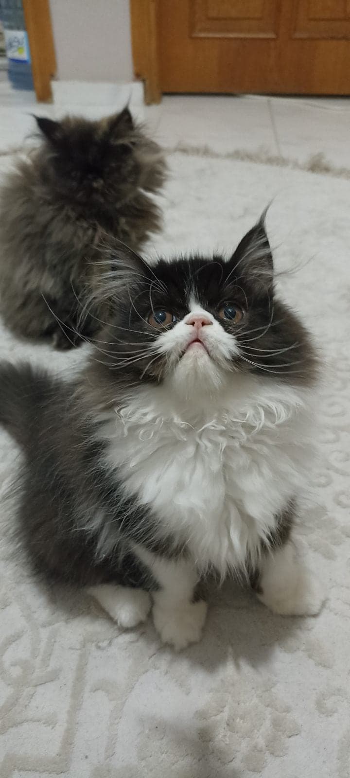 Persian iran kedisi Persian Kedi, İstanbul
