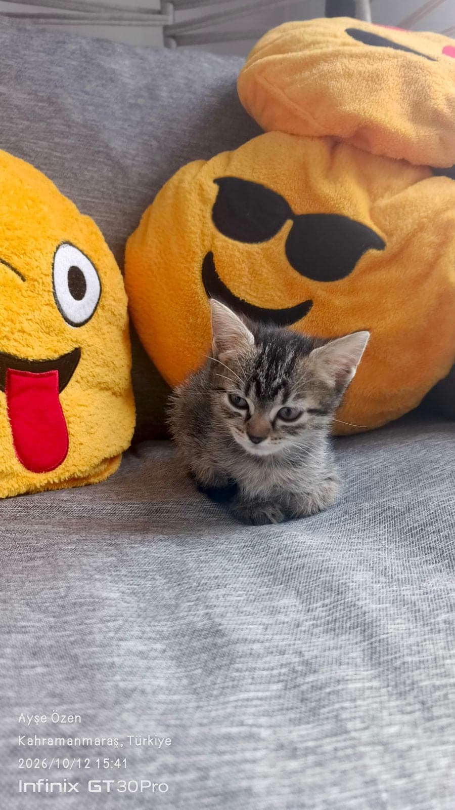 Çiti Melez Kedi, Kahramanmaraş
