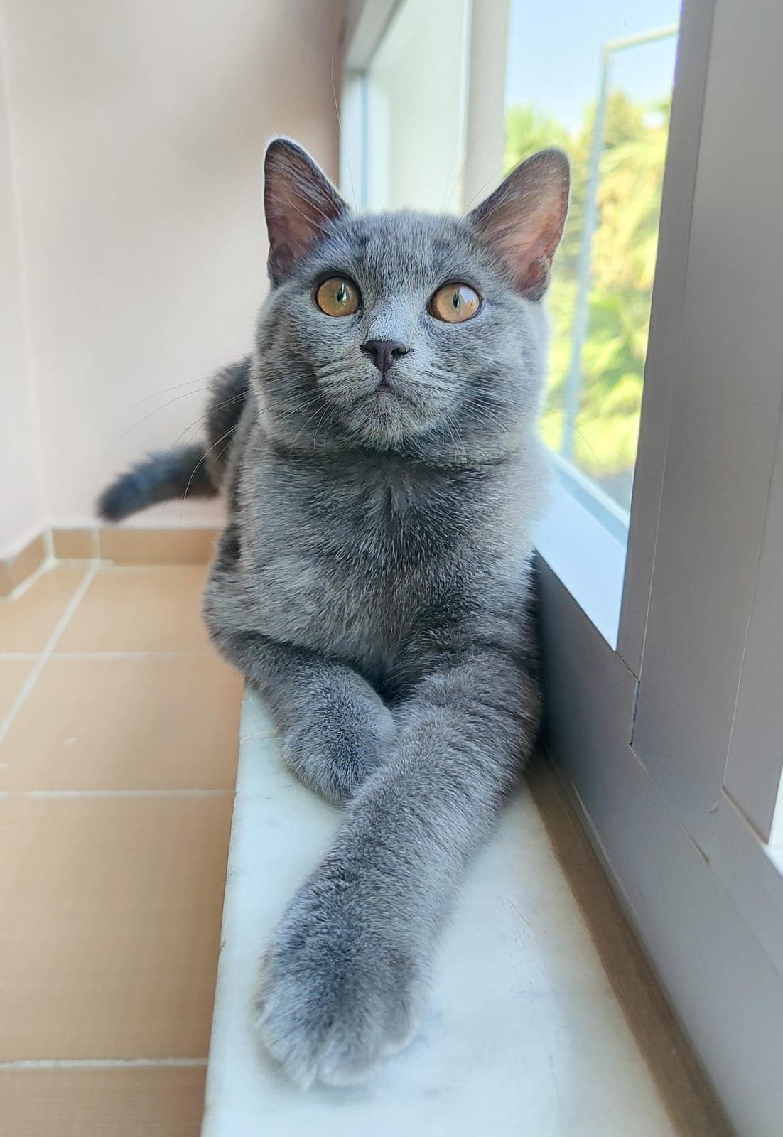 Hüdaverdi British Shorthair Kedi, Manisa