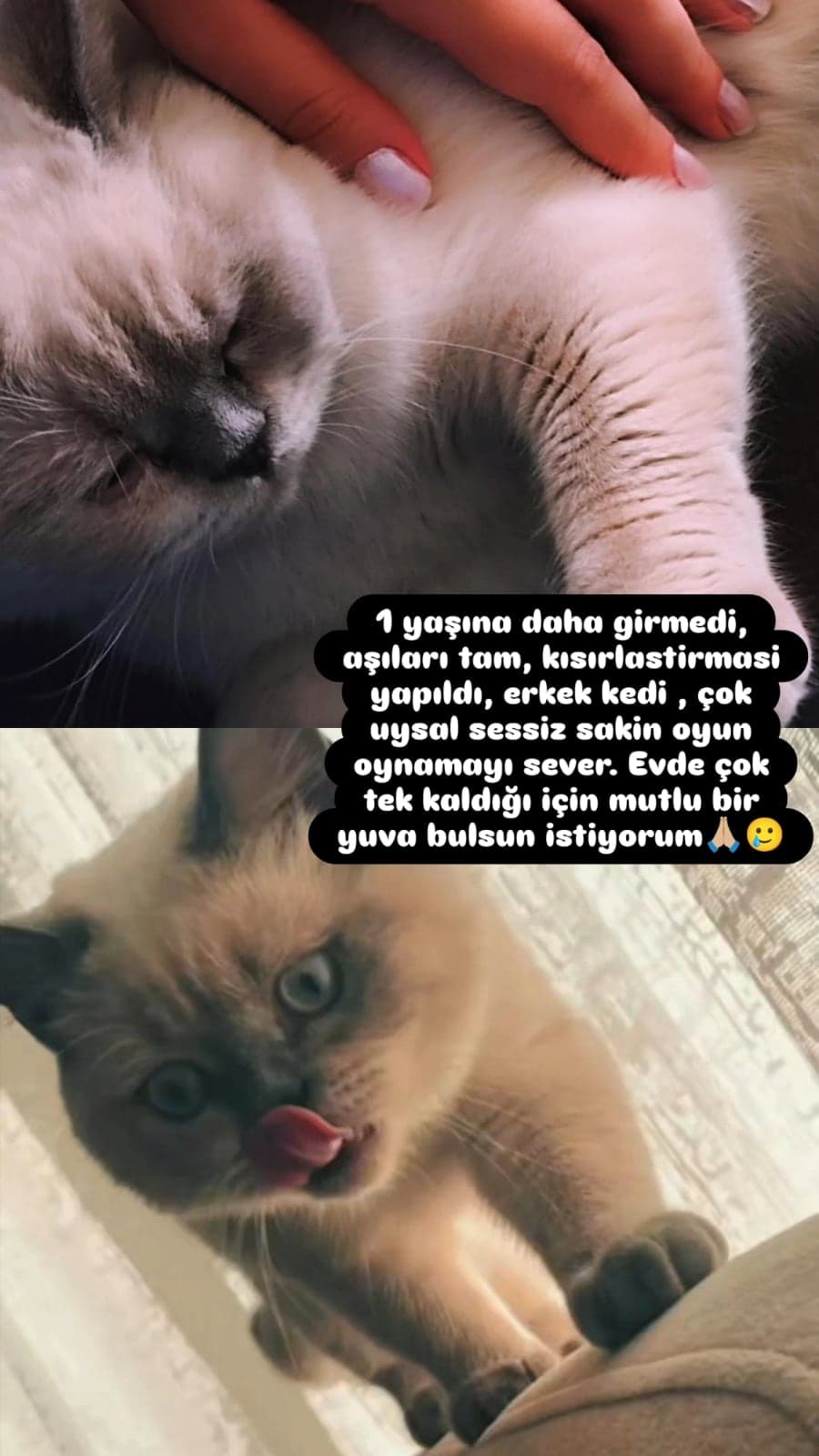 Simba British Shorthair Kedi, Adana
