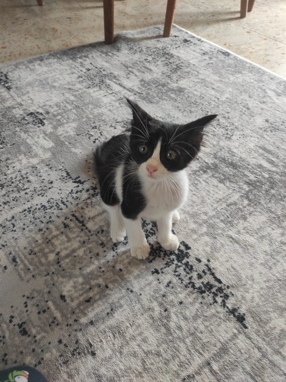 Loki Tekir Kedi, Adana