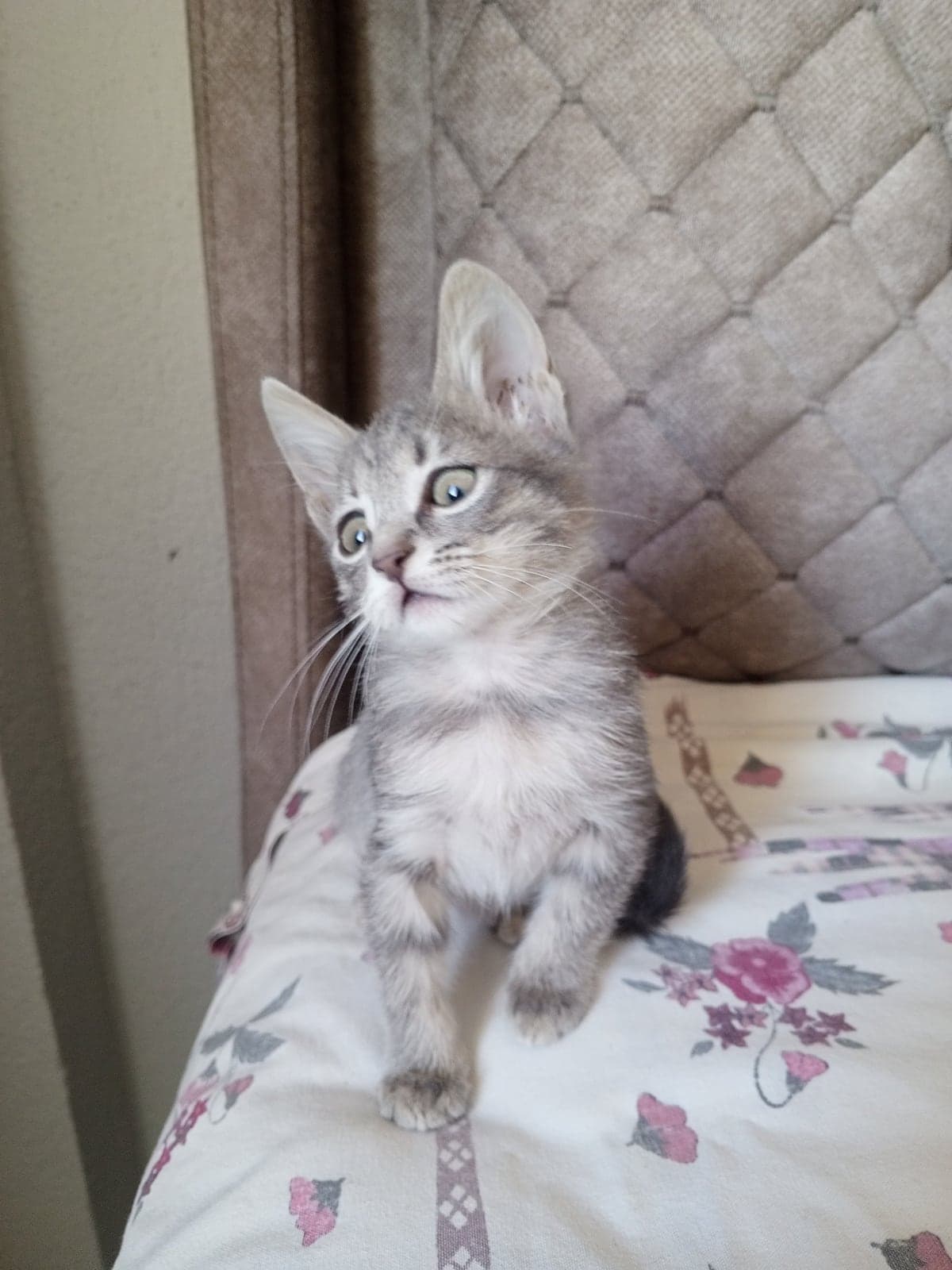 Kedi Bilmiyorum Kedi, İzmir
