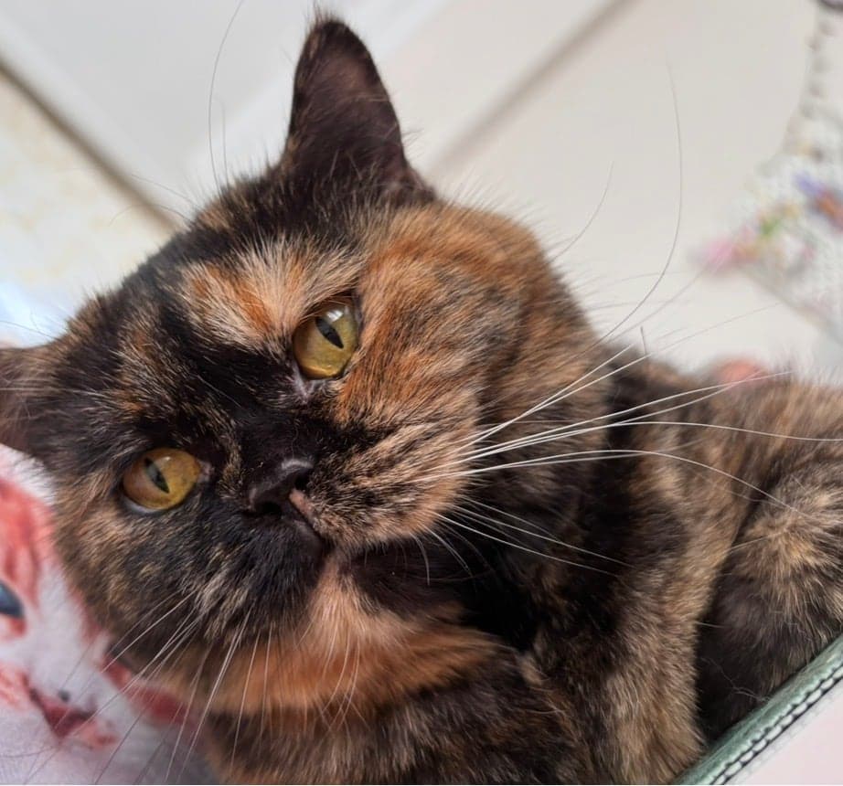 Karahan Scottish Straight Kedi, Eskişehir
