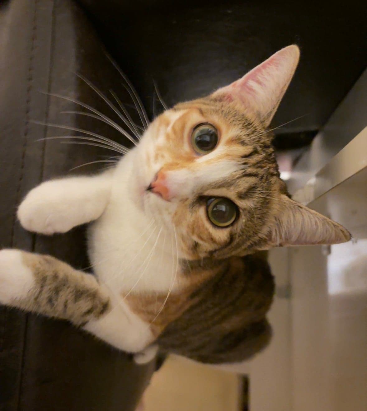 Minnoş Sokak Kedisi Kedi, Eskişehir