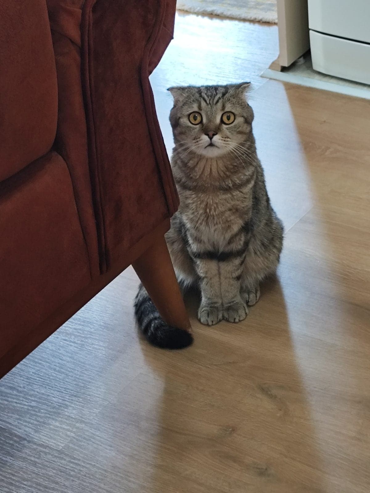 Derman Scottish Fold Kedi, Mersin