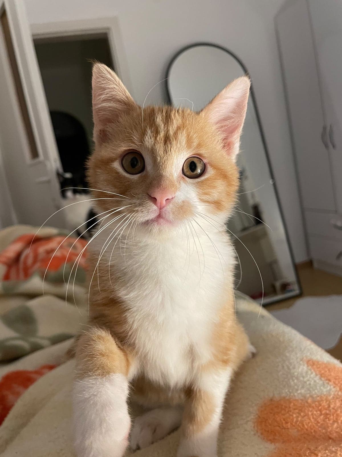 bebi Sokak Kedisi Kedi, Ankara