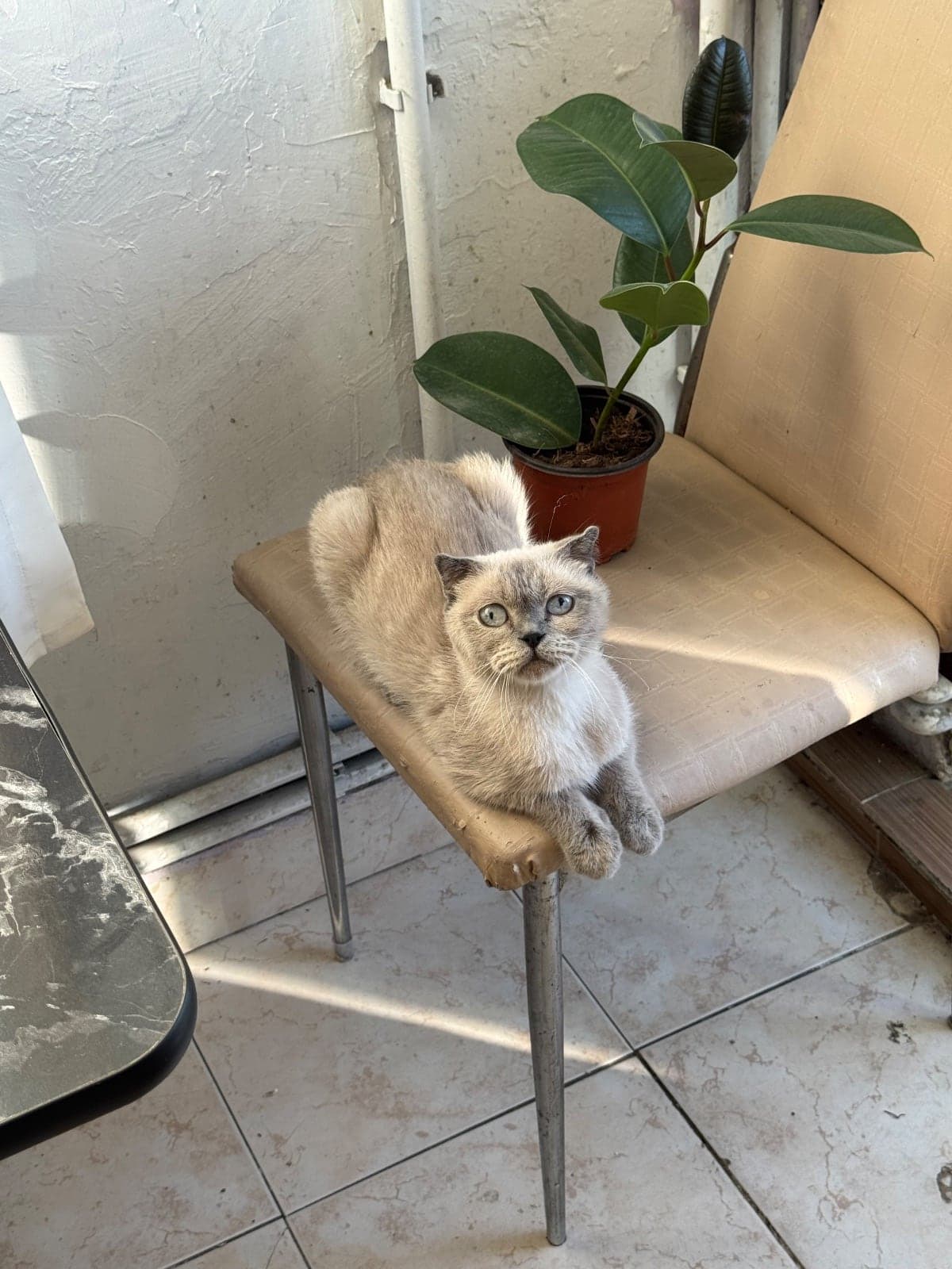 Balım Bilmiyorum Kedi, İstanbul