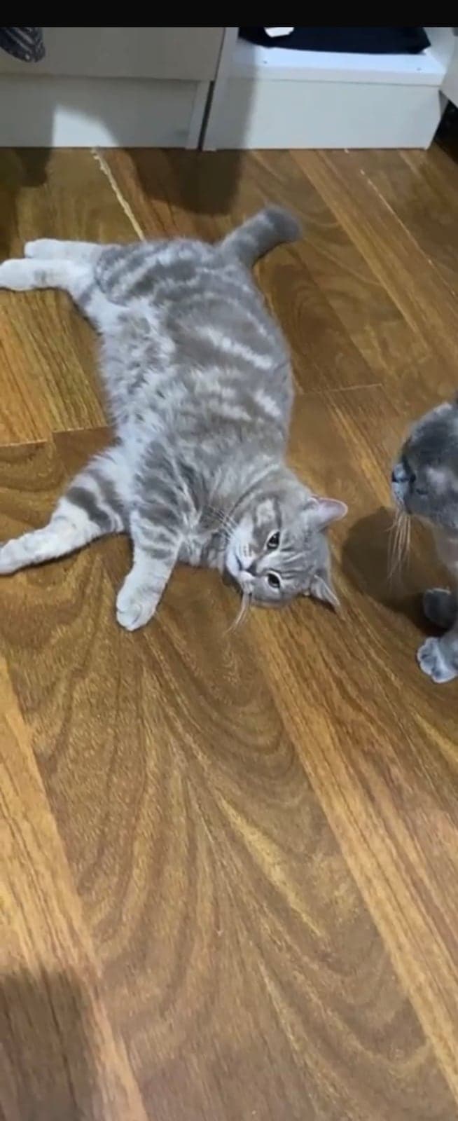 Rıfkı Bilmiyorum Kedi, İstanbul