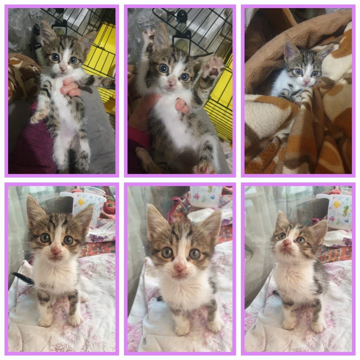 Bebiş Sokak Kedisi Kedi, İstanbul