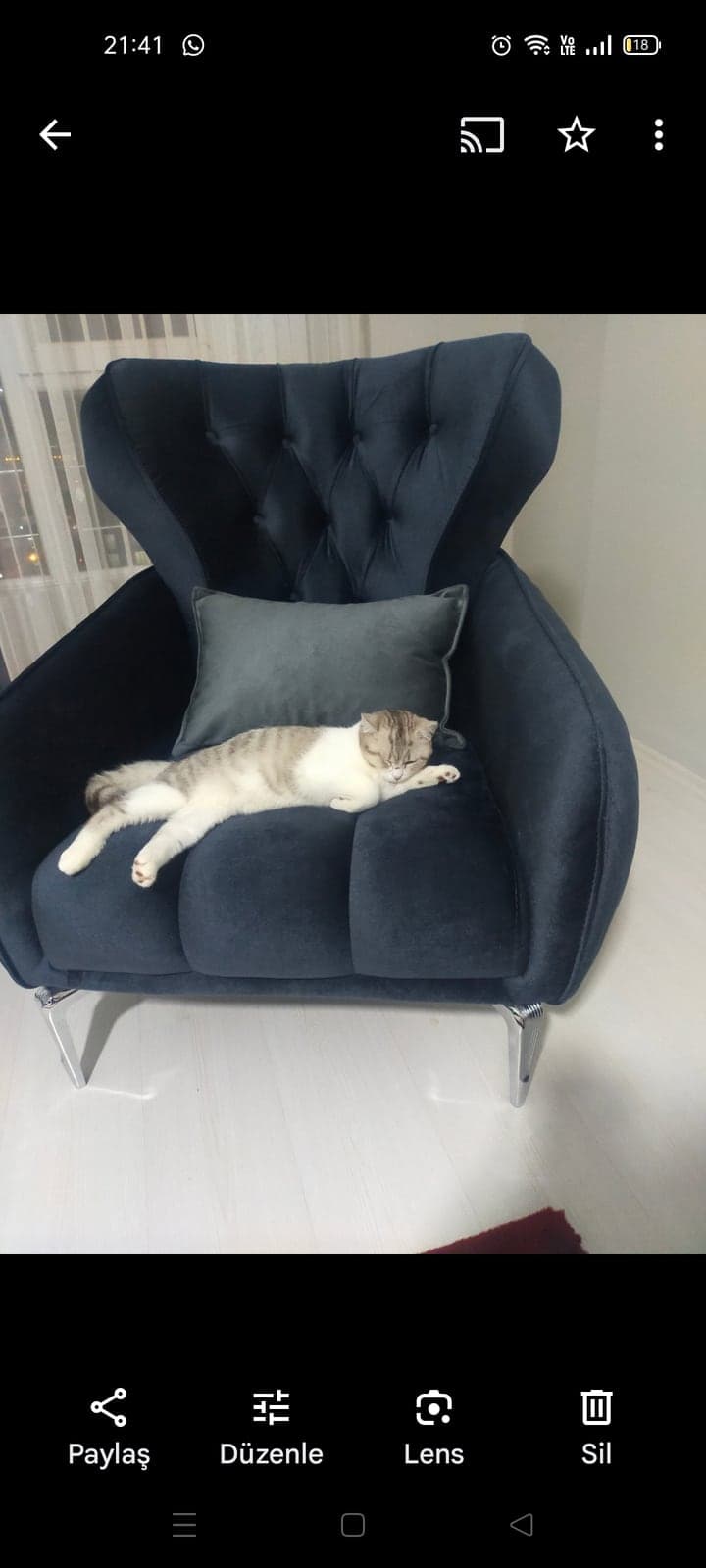 Duman Melez Kedi, Erzurum