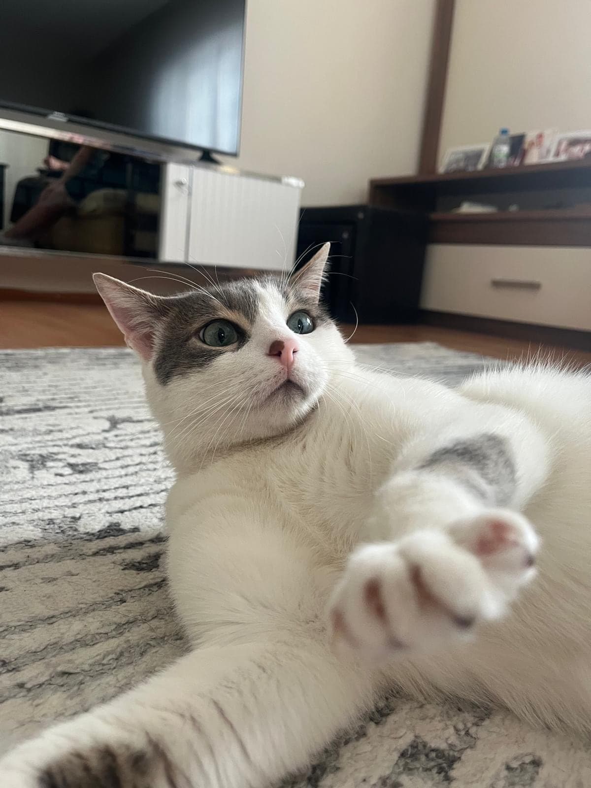 Lucky Tekir Kedi, Ankara