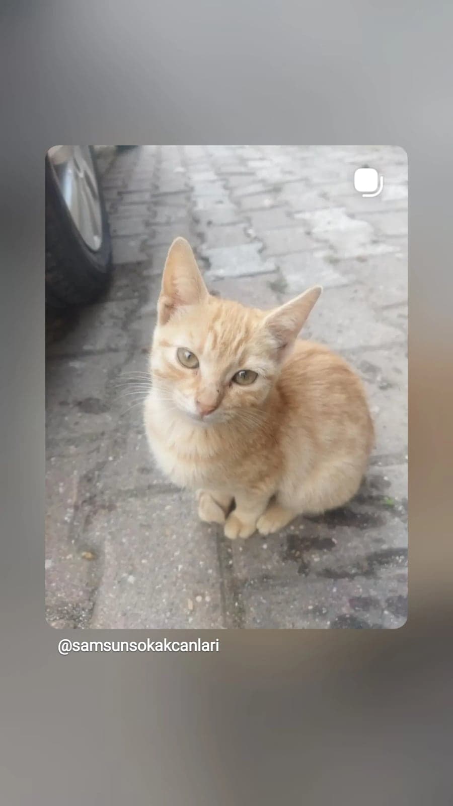 Mars Sokak Kedisi Kedi, Samsun