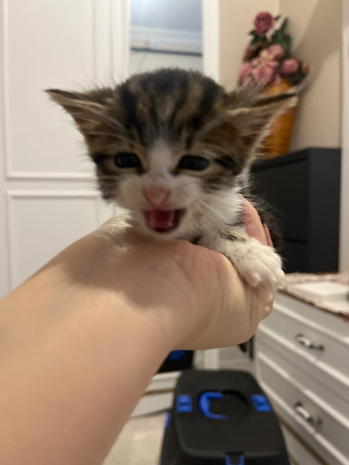Mia Melez Kedi, Sakarya