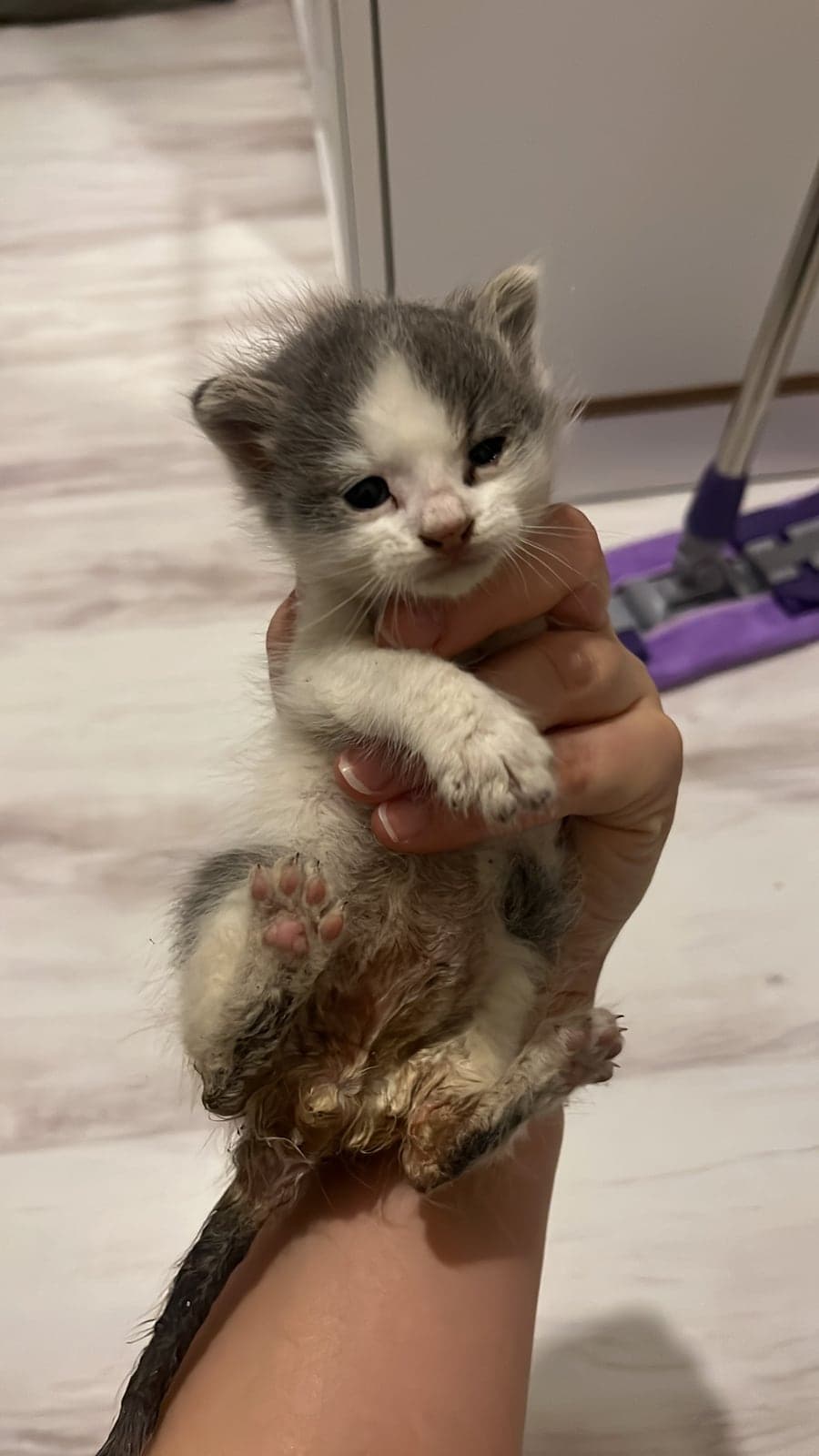 Pamuk Bilmiyorum Kedi, Sakarya