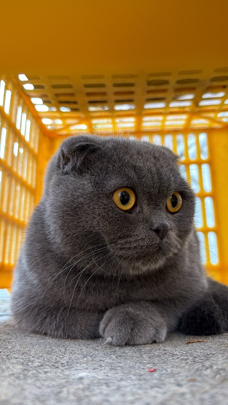 Sokakta bulduk Scottish Fold Kedi, Ankara