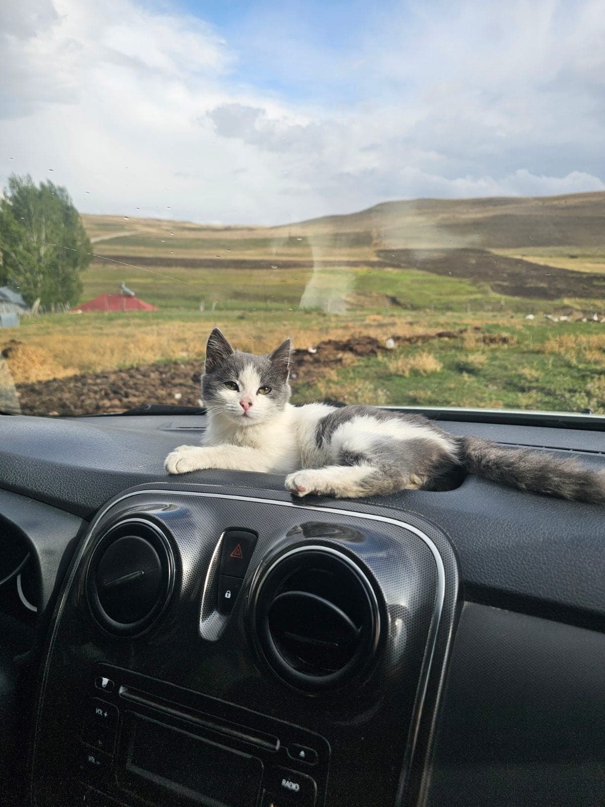 Karayazılı Tekir Kedi, Erzurum
