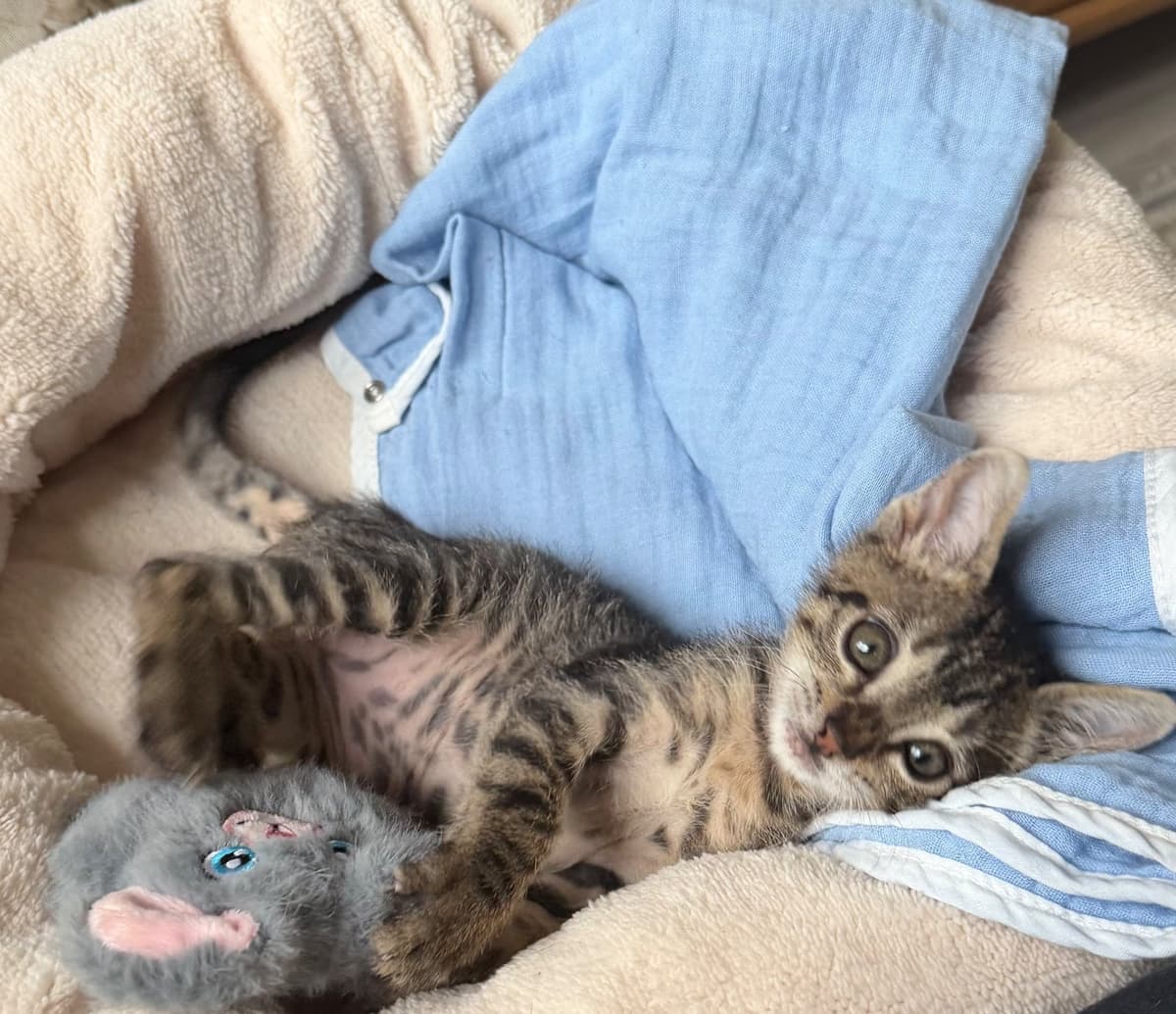 Fincan Tekir Kedi, İstanbul