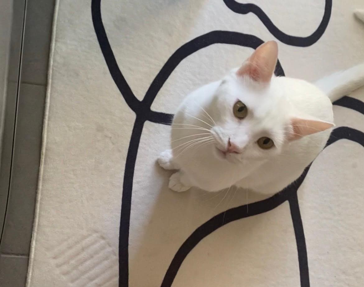 Biboş Ankara Kedisi Kedi, İstanbul