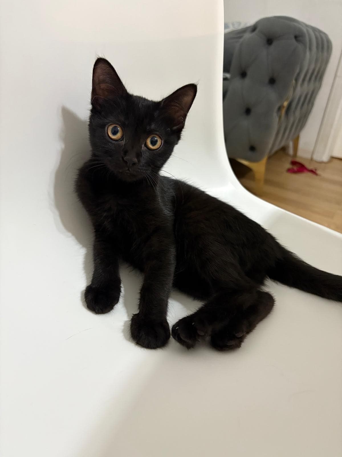 Bilinmiyor · Kedi Bilmiyorum Kedi, Kırşehir
