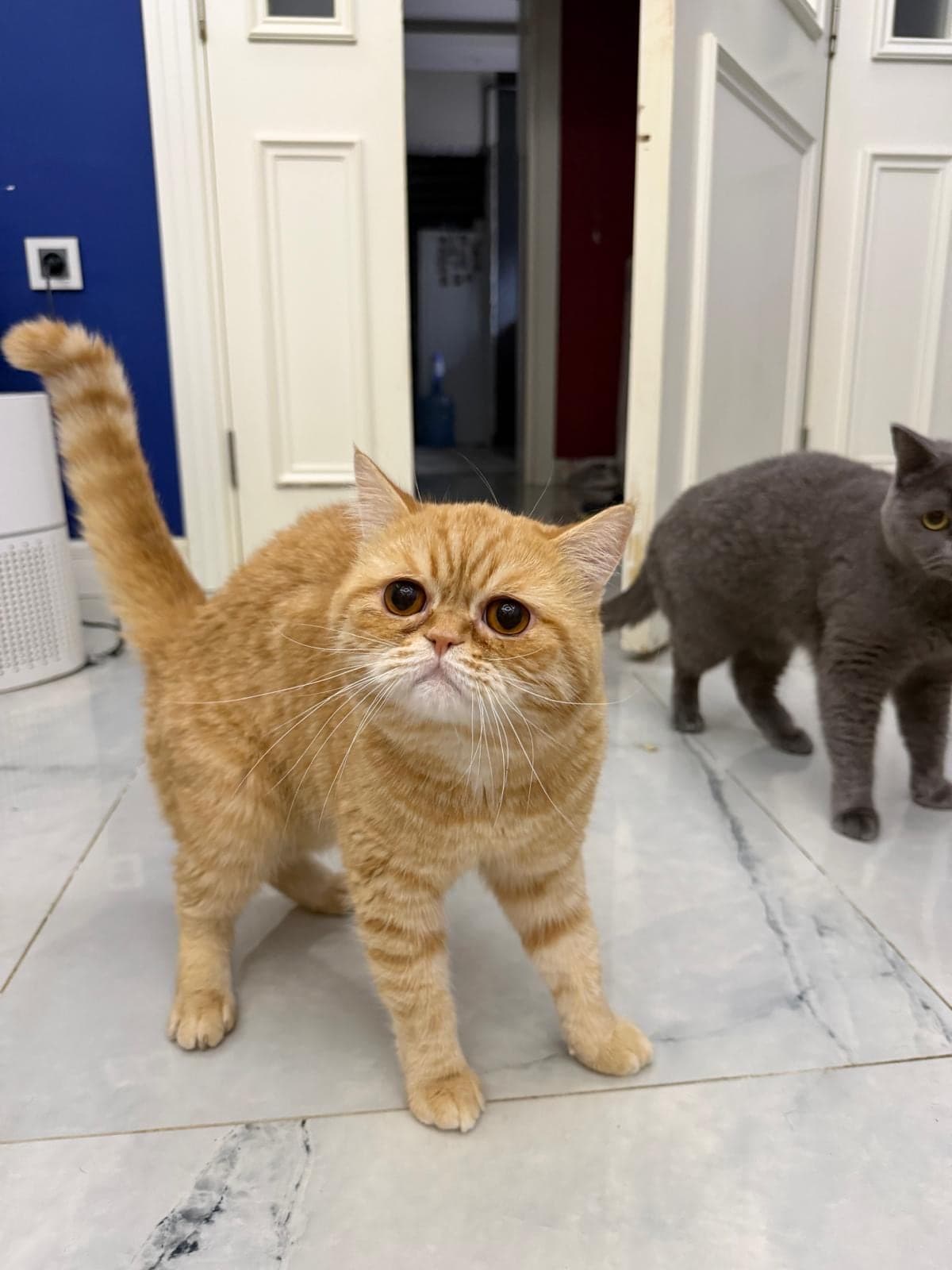 Fero British Shorthair Kedi, Antalya