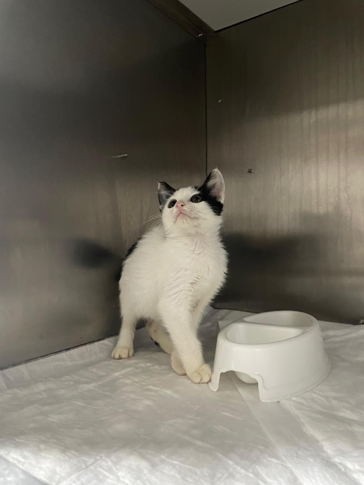 Yulaf Sokak Kedisi Kedi, İstanbul