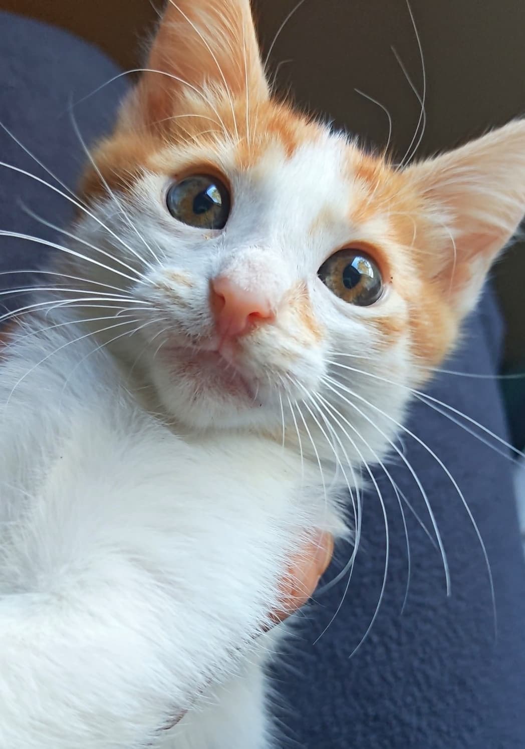 Sarı Tekir Kedi, İstanbul