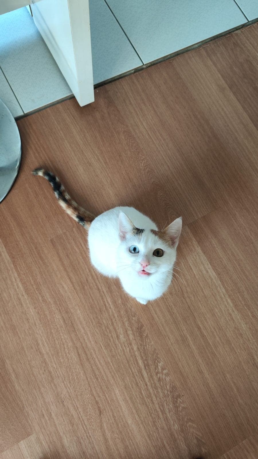 Van kedisi Van Kedisi Kedi, İstanbul