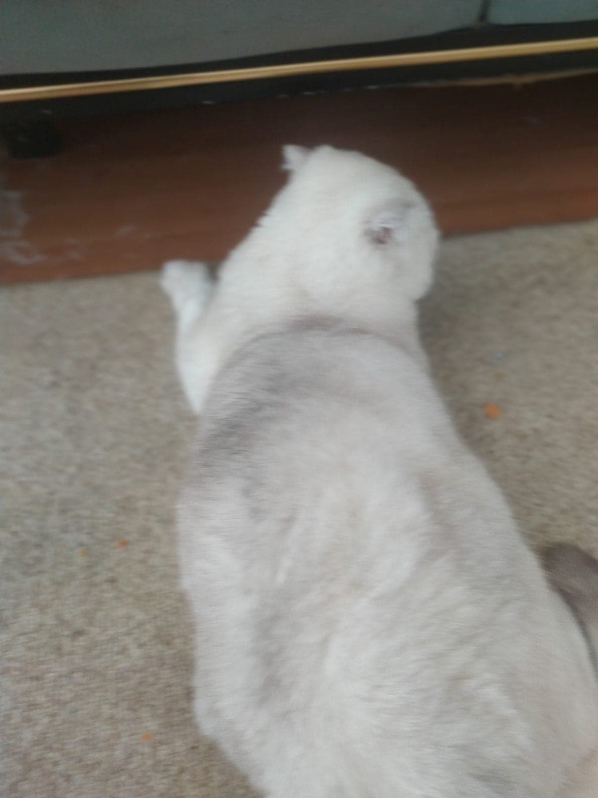 Pamuk. Prenses British Longhair Kedi, Ankara
