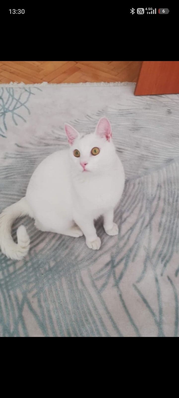 Köpük Ankara Kedisi Kedi, Ankara