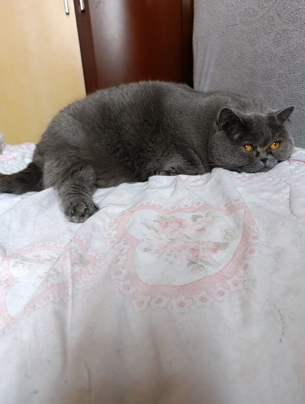 Mia British Shorthair Kedi, İstanbul