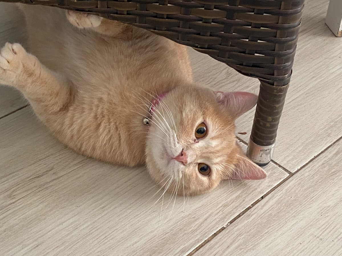 Aslan ve sezar British Shorthair Kedi, İzmir