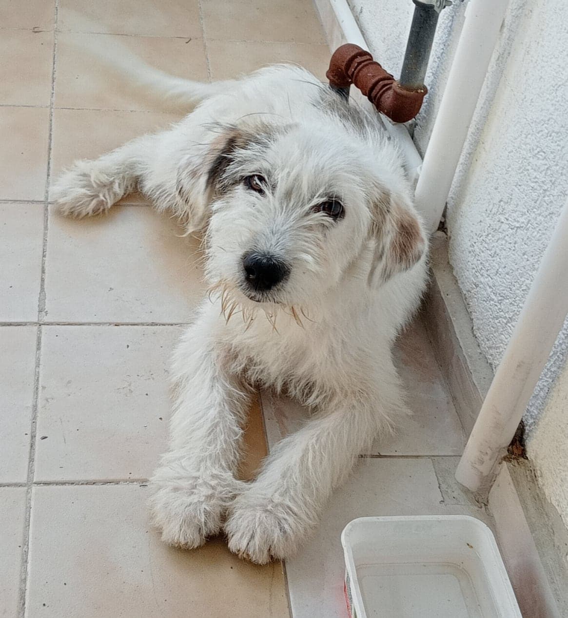 Pamuk Melez Köpek, Balıkesir