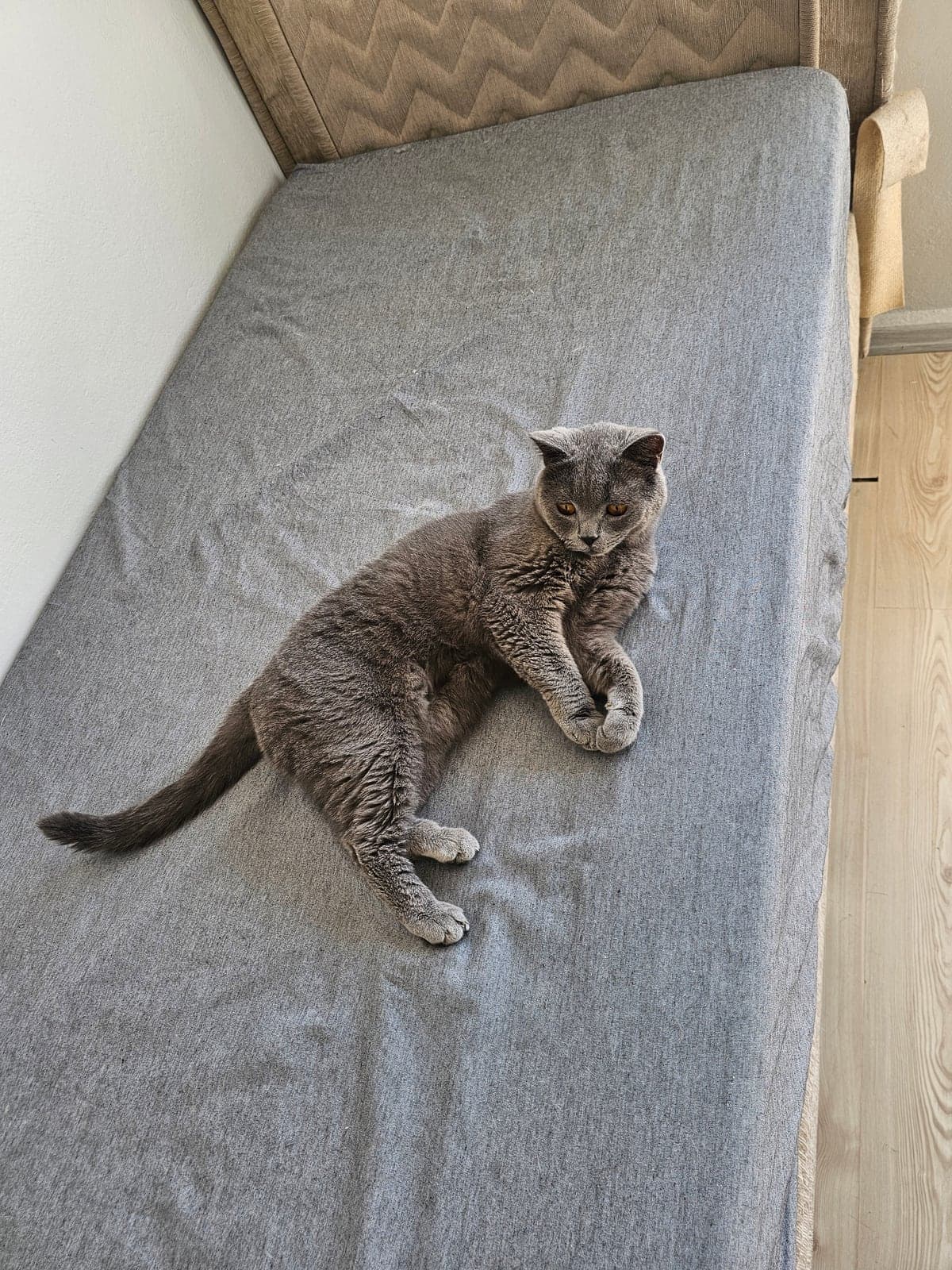 Mars British Shorthair Kedi, Adana
