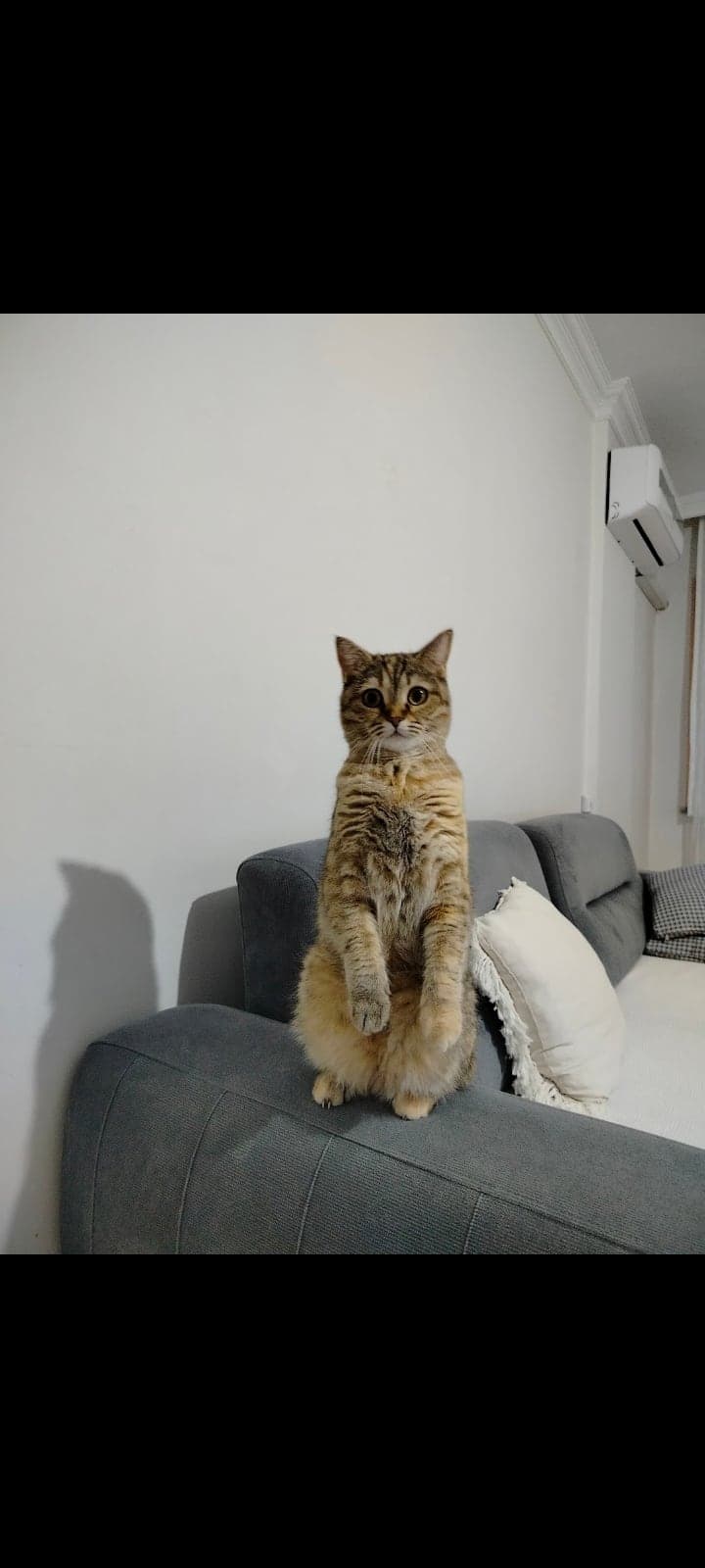 Lina Scottish Straight Kedi, Bursa
