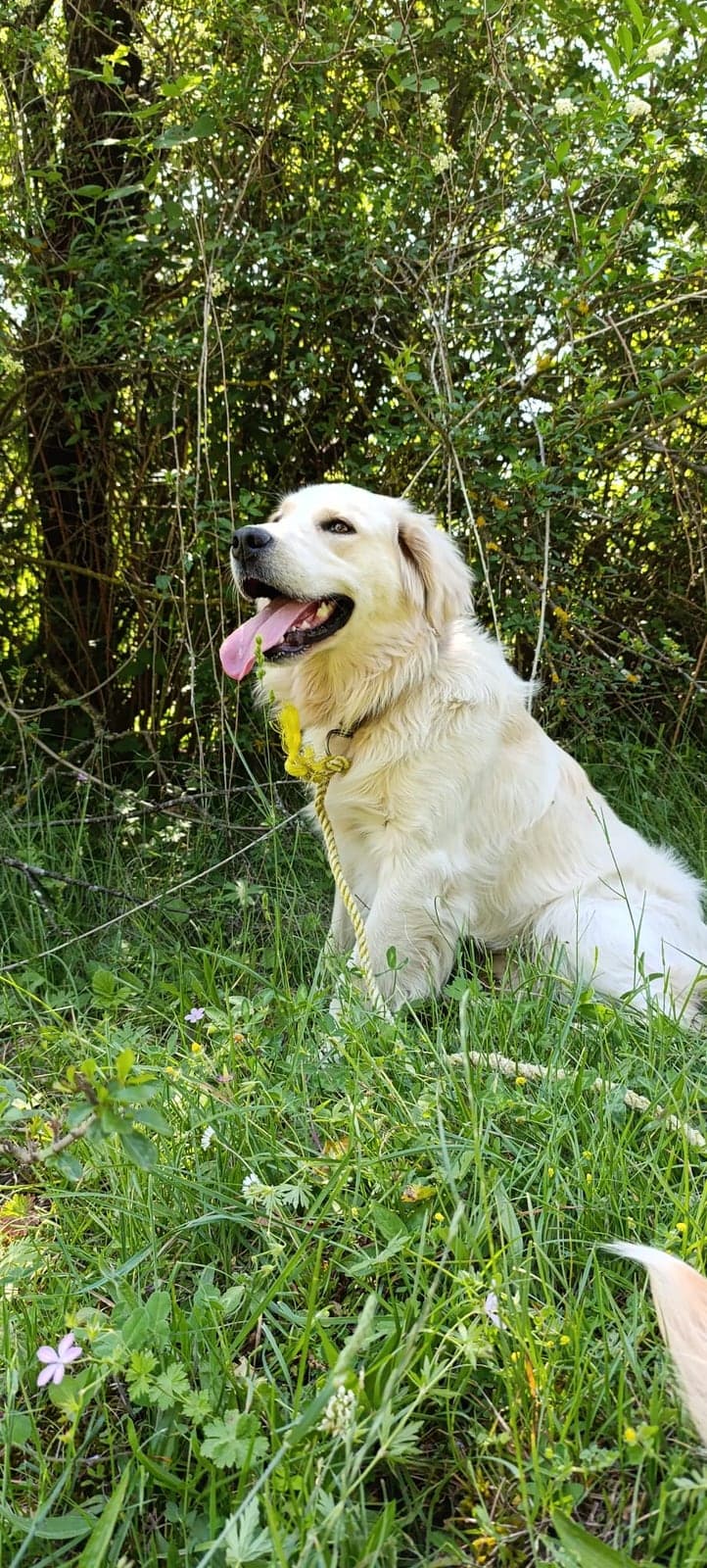 Muçi Golden Retriever Köpek, Bursa