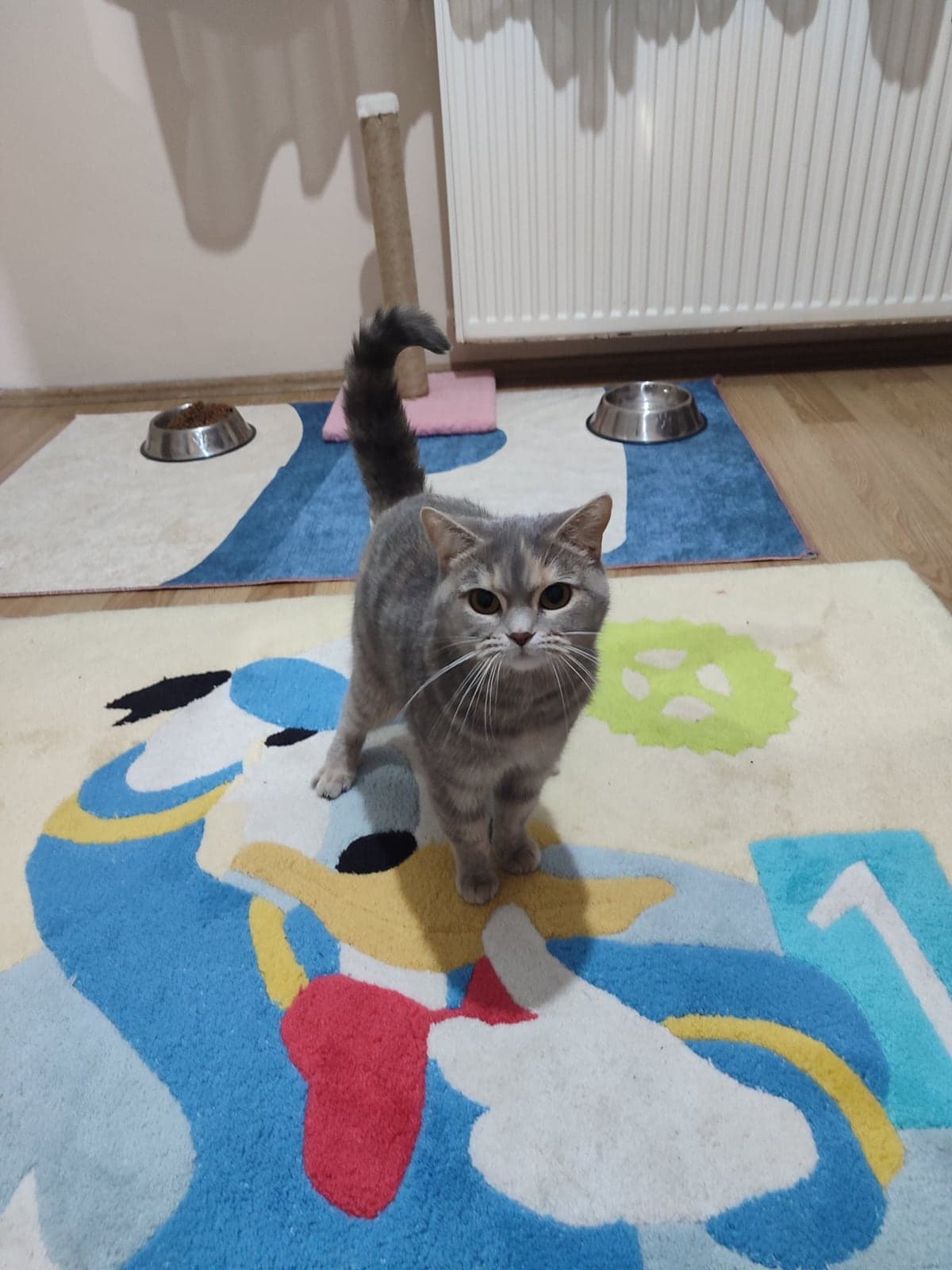 lila Bilmiyorum Kedi, İstanbul