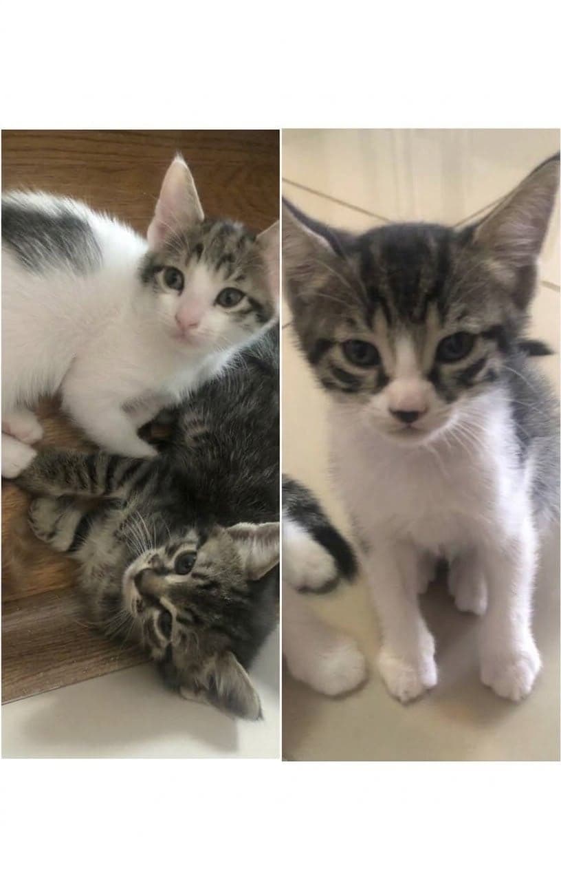 Luna-Loki-Zeytin Sokak Kedisi Kedi, İstanbul
