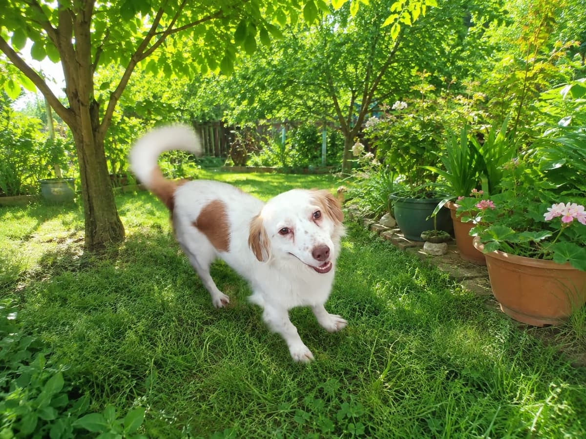 Tarçın Bilmiyorum Köpek, Manisa