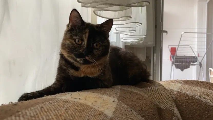 Lucy British Shorthair Kedi, Denizli