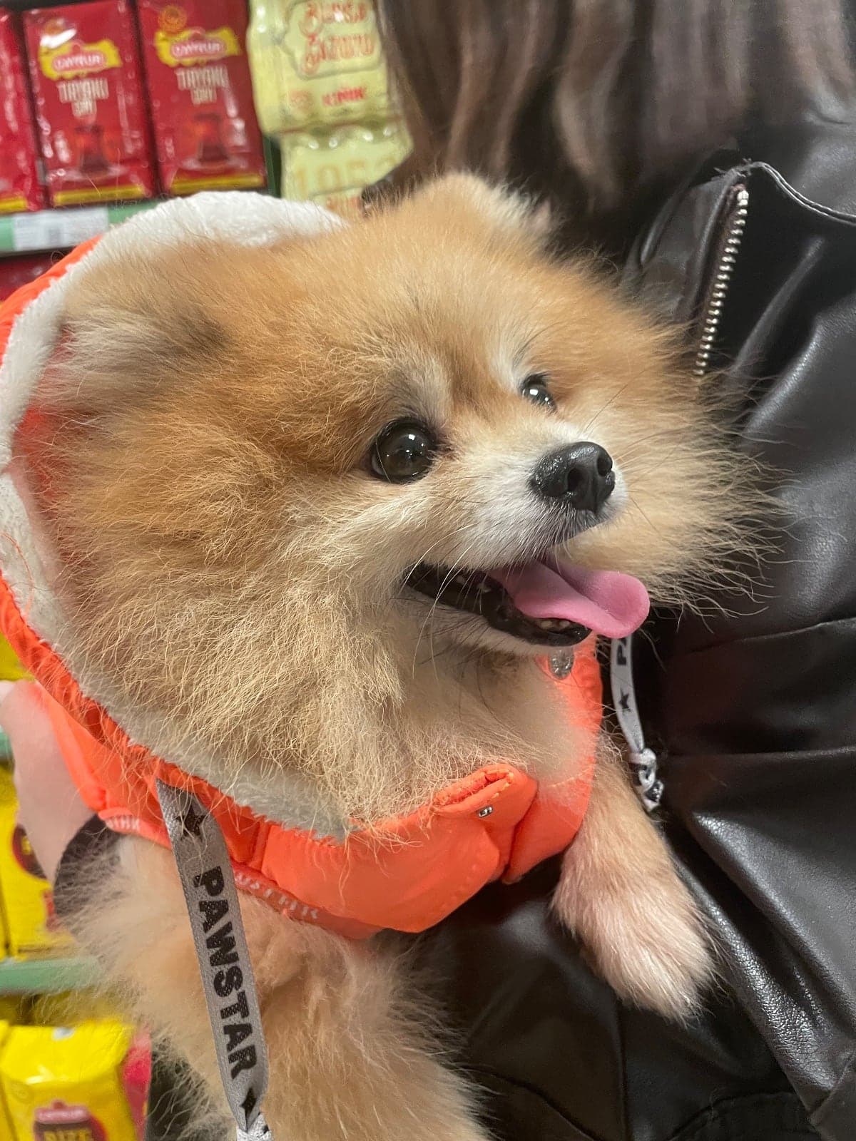 Şila Pomeranian Köpek, İstanbul
