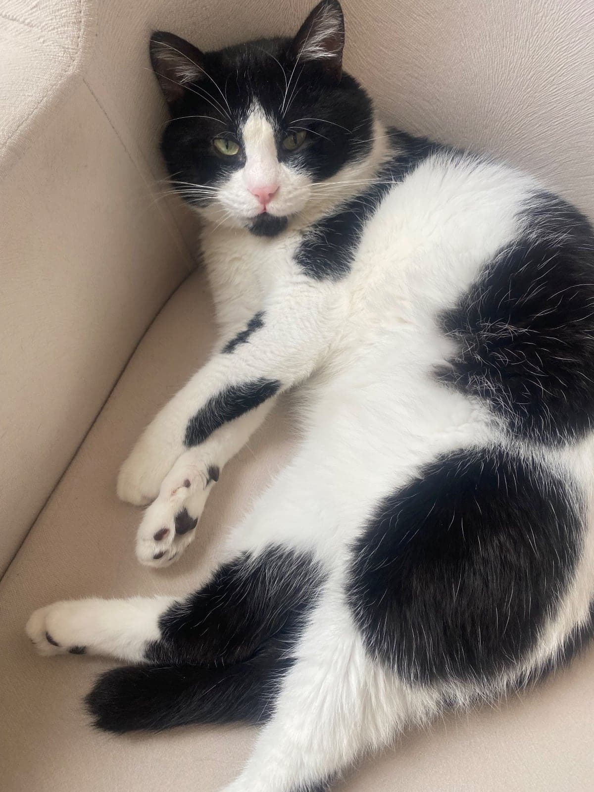 Paşa Sokak Kedisi Kedi, İstanbul
