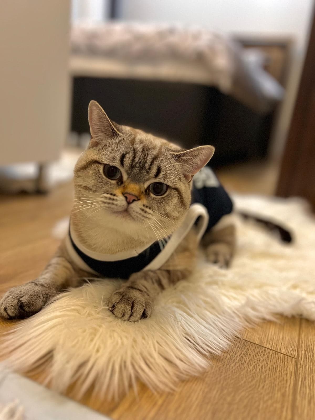 Karamel British Shorthair Kedi, İstanbul