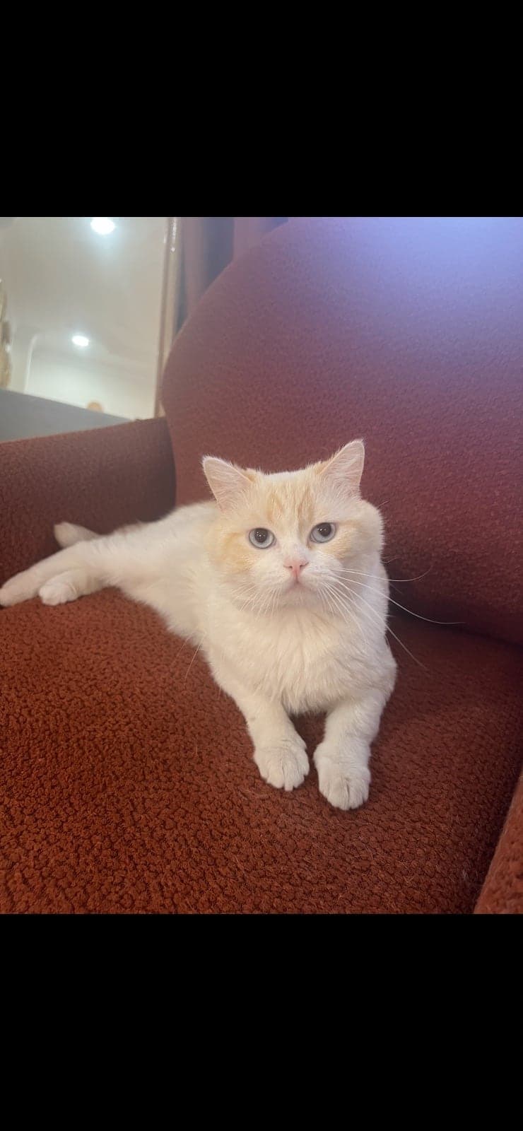 Bulut British Shorthair Kedi, İstanbul