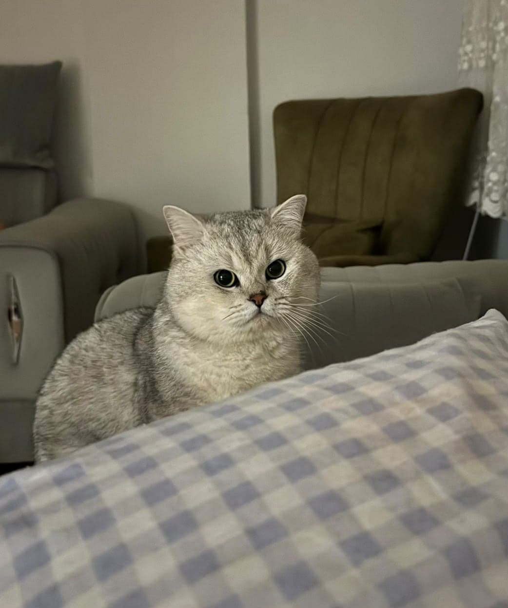 APPA British Shorthair Kedi, İstanbul