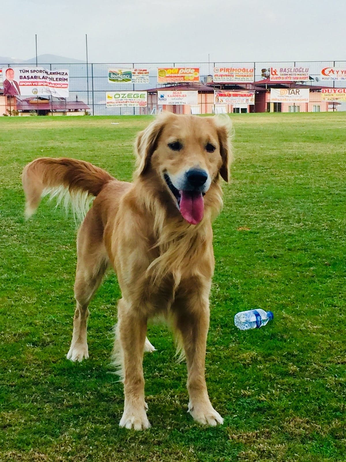 GOLD Golden Retriever Köpek, Aydın